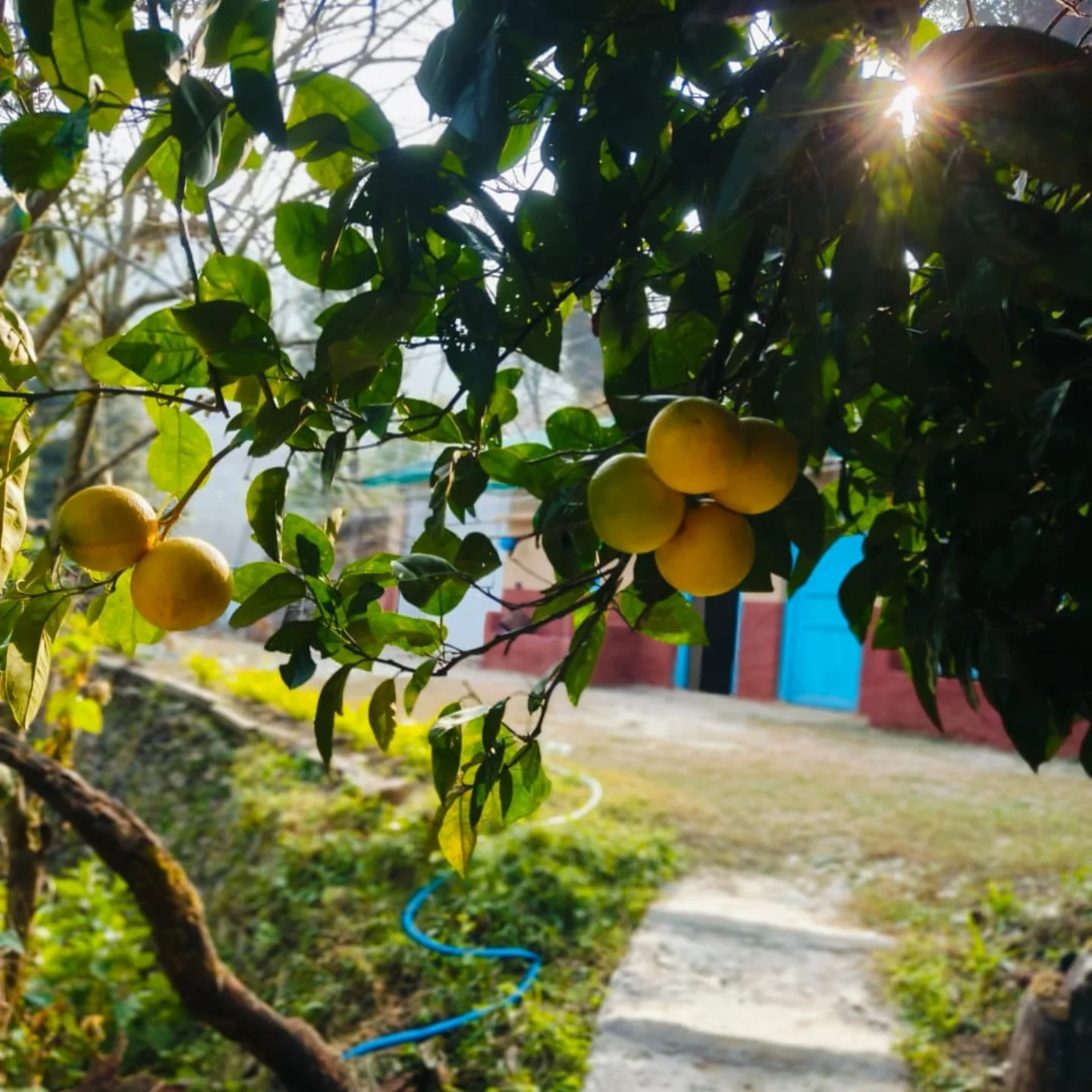 Manjyar Farm photo